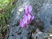 20 Ciclamini nella roccia